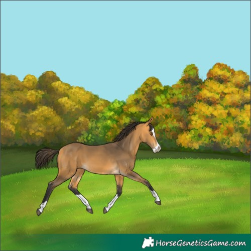 Horse Color:Buckskin Splash 