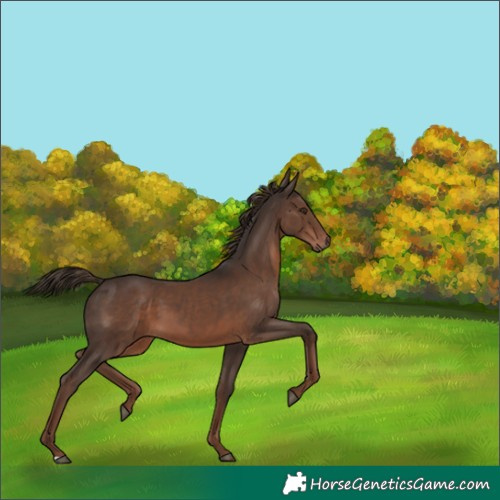 Horse Color:Liver Chestnut 