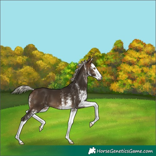 Horse Color:Gray White Spotted Silver Buckskin Splash 