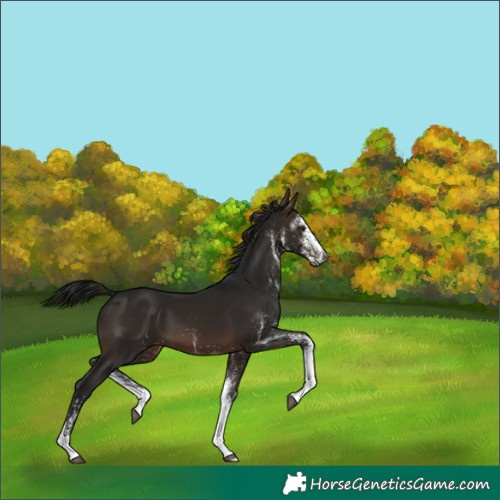 Horse Color:Gray White Spotted Brown 