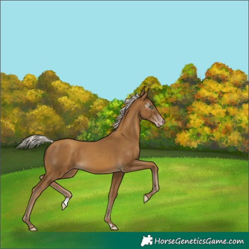 Horse Color:Gray Silver Classic Cream Champagne 