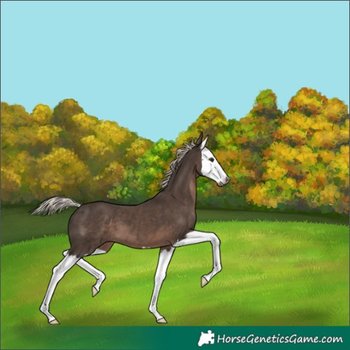 Horse Color:Gray Silver Black Splash 