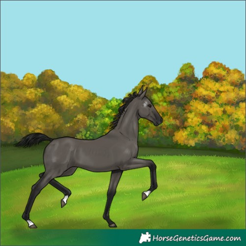 Horse Color:Gray Grullo 