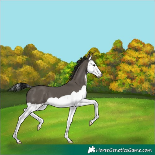 Horse Color:Gray Grullo Splash 