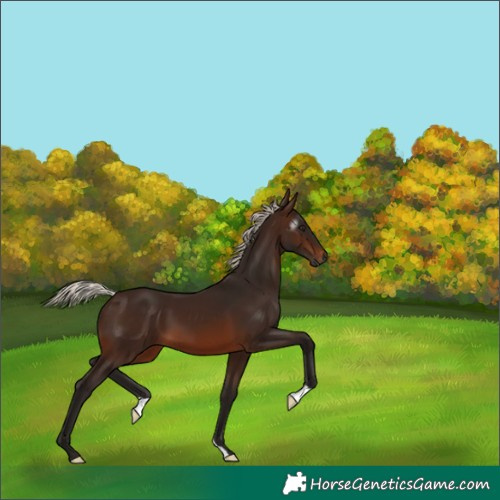 Horse Color:Gray Silver Brown 