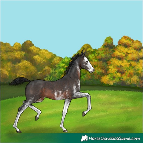 Horse Color:Gray White Spotted Brown Splash 