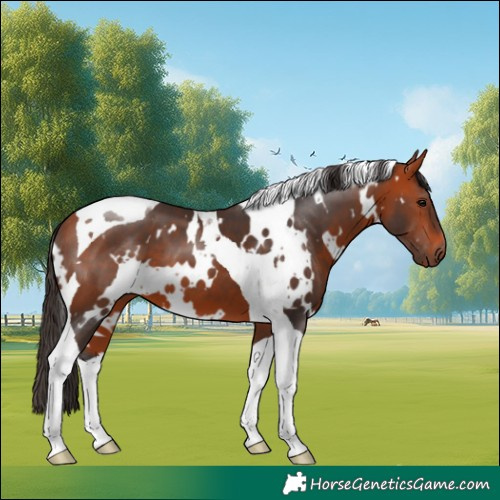 Horse Color:White Spotted Bay Tobiano 