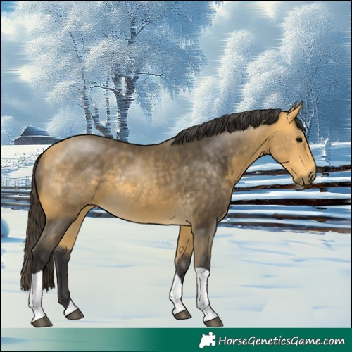 Horse Color:Buckskin Tobiano 