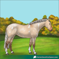 Horse Color:White Spotted Silver Bay Dun Tobiano 