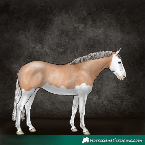 Horse Color:Silver Bay Dun Splash Rabicano