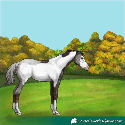 Horse Color:Liver Chestnut Frame Appaloosa Rabicano 