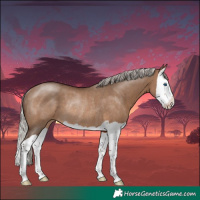 Horse Color:Silver Brown Dun Splash Rabicano 