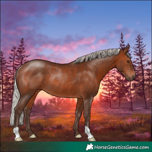 Horse Color:Silver Brown Rabicano 
