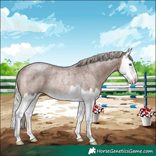 Horse Color:Silver Brown Roan Splash Rabicano 