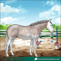 Horse Color:Silver Brown Roan Splash Rabicano 