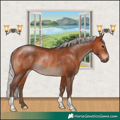 Horse Color:Silver Brown Rabicano 