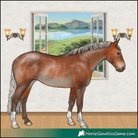 Horse Color:Silver Brown Rabicano 