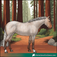 Horse Color:Silver Brown Roan Dun 