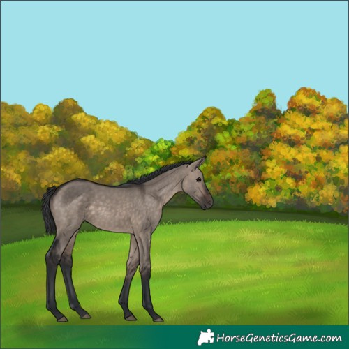 Horse Color:White Spotted Brown Dun Mushroom Rabicano