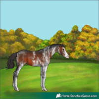 Horse Color:White Spotted Brown Appaloosa 