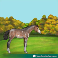 Horse Color:Brown Sabino 