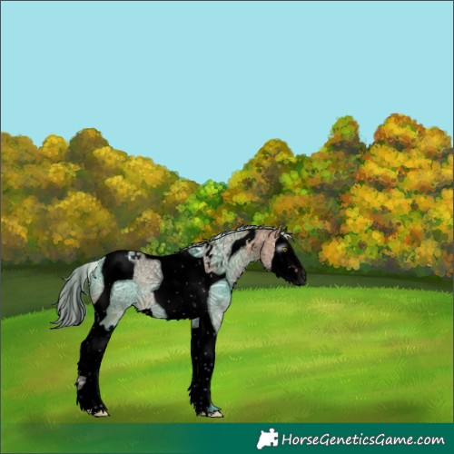 Horse Color:Gray Void Silver Brown Ice Dun Sabino Splash Tobiano 