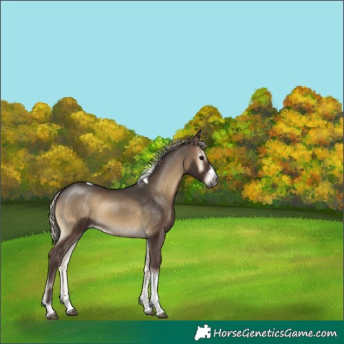 Horse Color:Gray Silver Smoky Blue Onyx Sabino Tobiano 