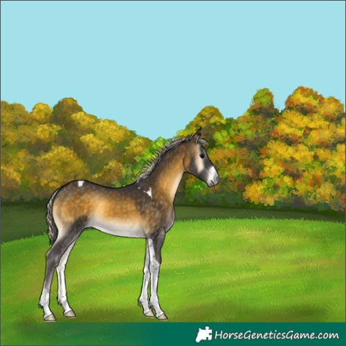 Horse Color:Silver Buckskin Onyx Tobiano 