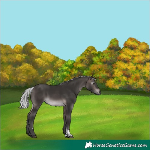 Horse Color:Gray Platinum Silver Buckskin Tobiano 