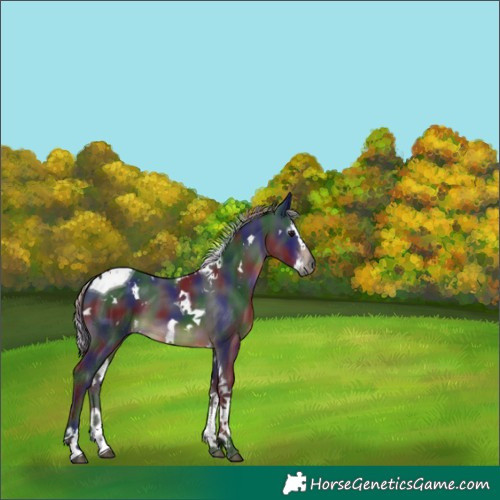 Horse Color:Gray Nacre White Spotted Silver Brown Splash Tobiano 
