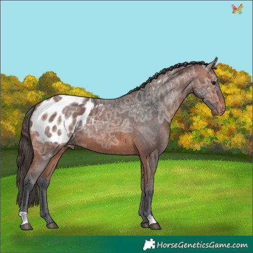 Horse Color:Bay Ice Appaloosa 