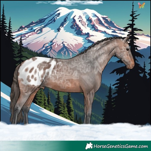 Horse Color:Bay Ice Appaloosa 