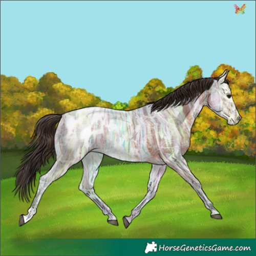 Horse Color:Bay Ice Appaloosa 