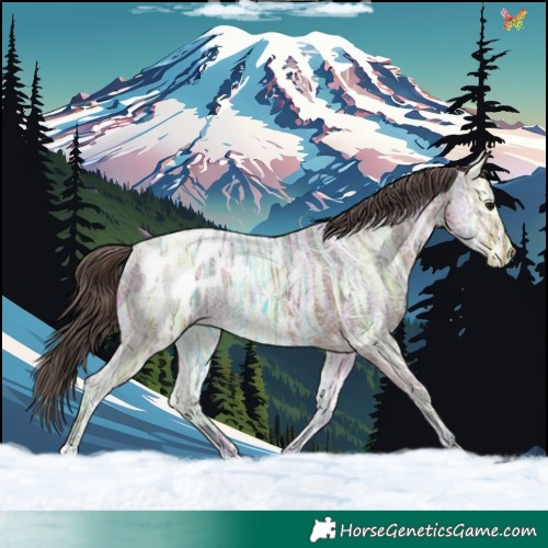 Horse Color:Bay Ice Appaloosa 