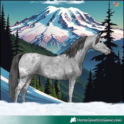 Horse Color:Black Ice Appaloosa 