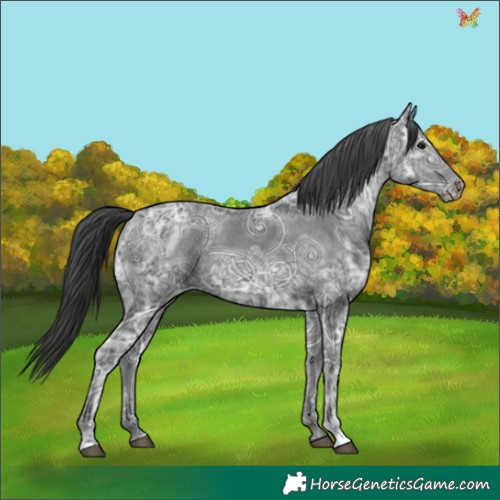 Horse Color:Black Ice Appaloosa 