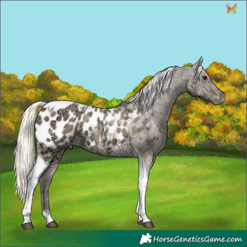 Horse Color:Silver Smoky Grullo Ice Tobiano Appaloosa 