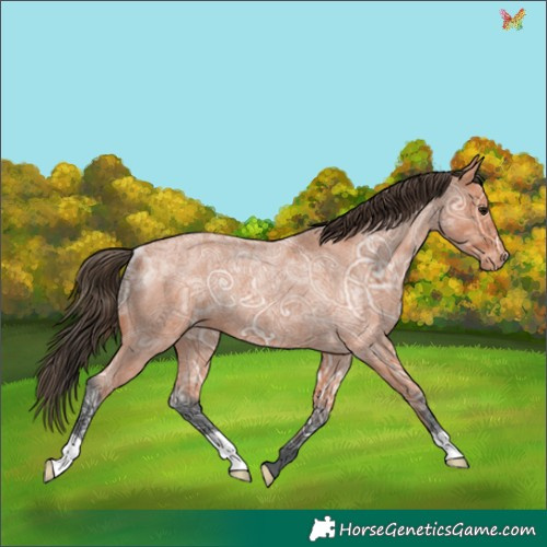 Horse Color:Bay Ice Roan Appaloosa Rabicano 