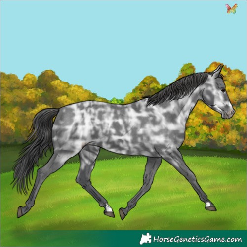 Horse Color:Black Ice Appaloosa 