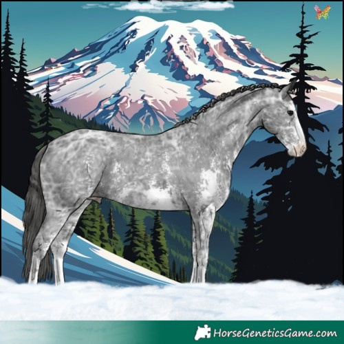 Horse Color:Black Ice Sabino Appaloosa 