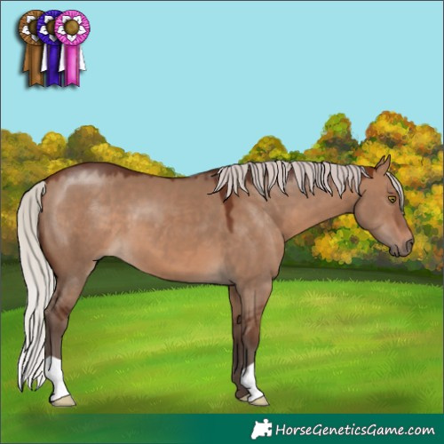 Horse Color:Silver Brown Dun 
