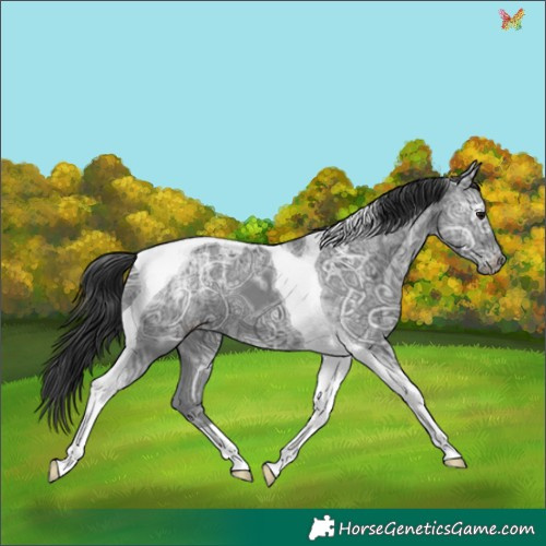 Horse Color:Black Ice Tobiano Appaloosa 