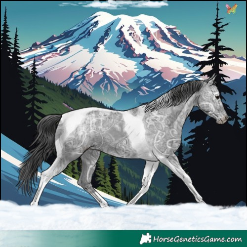 Horse Color:Black Ice Tobiano Appaloosa 