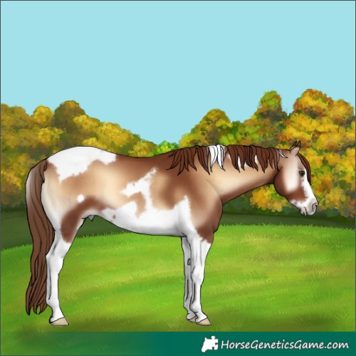 Horse Color:Red Onyx Tobiano Frame 