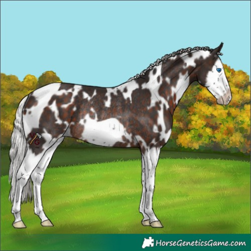 Horse Color:White Spotted Silver Brown Splash Frame Rabicano 
