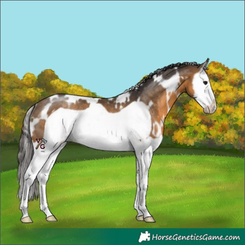 Horse Color:White Spotted Buckskin Splash Frame Rabicano 
