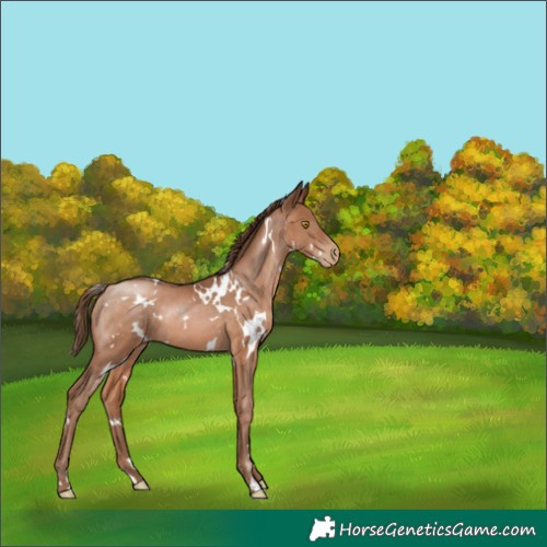 Horse Color:White Spotted Brown Pearl Rabicano 