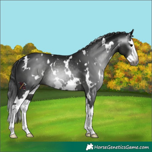 Horse Color:Gray White Spotted Black Splash Rabicano 