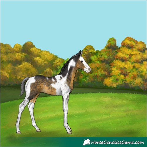 Horse Color:Buckskin Splash Tobiano Rabicano 
