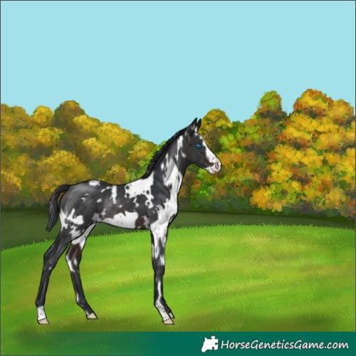 Horse Color:White Spotted Brown Frame Rabicano 